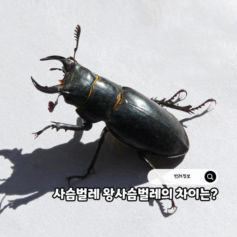 사슴벌레 왕사슴벌레 키우기 전 알아보는 수명 외모 성격 차이