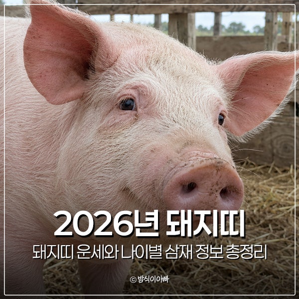 2026년 돼지띠 운세와 나이별 삼재 정보 총정리