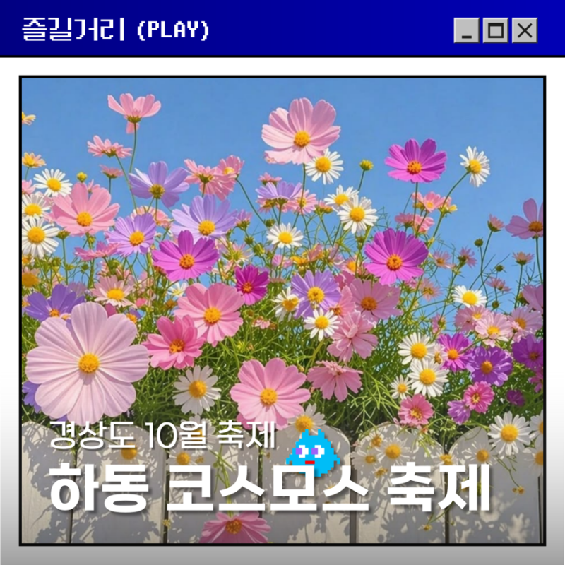 하동 북천 코스모스 메밀꽃 축제 10월 5일까지