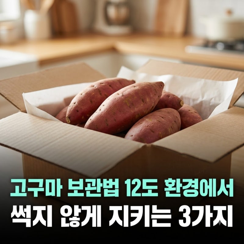 고구마 보관법 12도 환경에서 썩지 않게 지키는 3가지