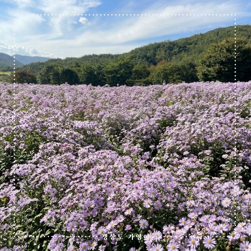 문경 가볼만한곳 개미취 보러 떠나는 문경여행코스 추천
