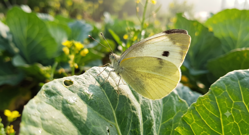 배추 잎에 구멍이 숭숭? 배추흰나비 애벌레 발생 시기와 확실한 방제법