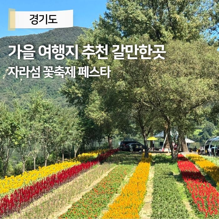 가을 여행지 추천 갈만한곳 가평 아이랑 가볼만한곳 자라섬 꽃축제 페스타 볼거리 먹거리