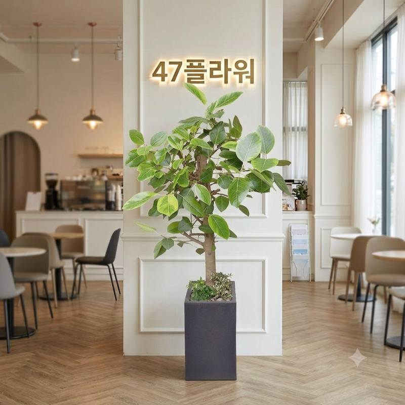 개업선물 축하화분, 반짝이는 시작에 전하는 푸른 마음 공간의 분위기를 바꾸는 식물 선물 ....