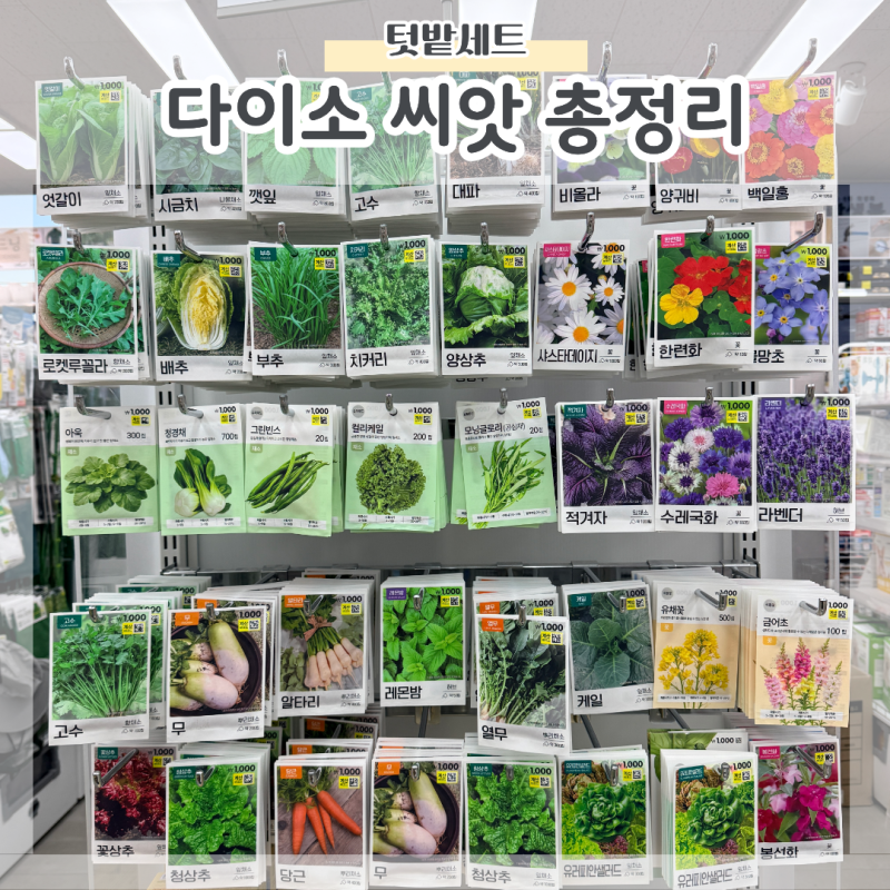 다이소 씨앗 언제 심을까? 파종시기 물주기 햇빛까지
