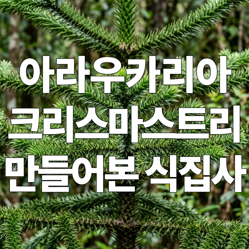 다가오는 크리스마스 트리 대신 아라우카리아 키우는 초보식집사