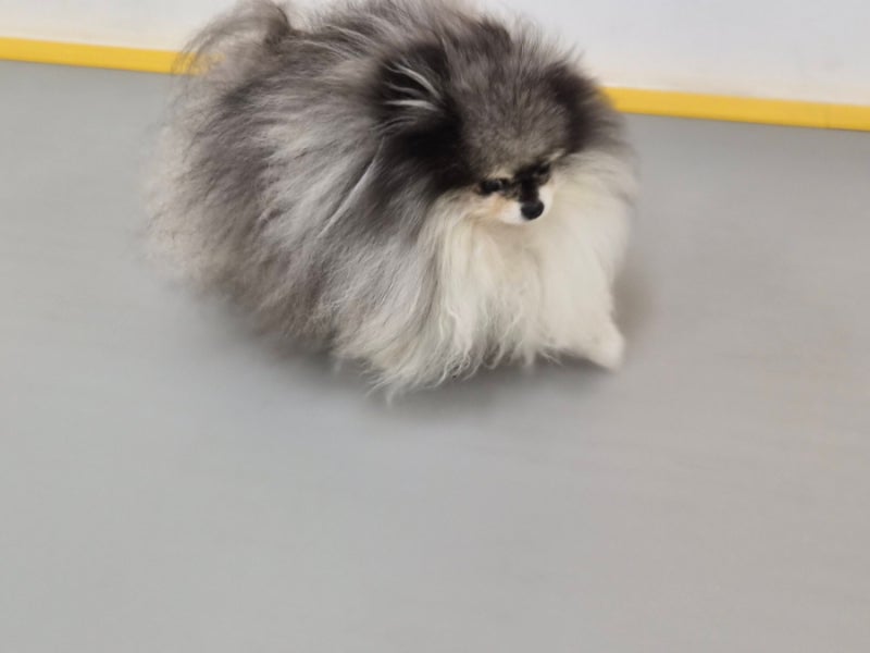 강아지 알레르기 증상 재채기 콧물 눈물 눈부음 증상