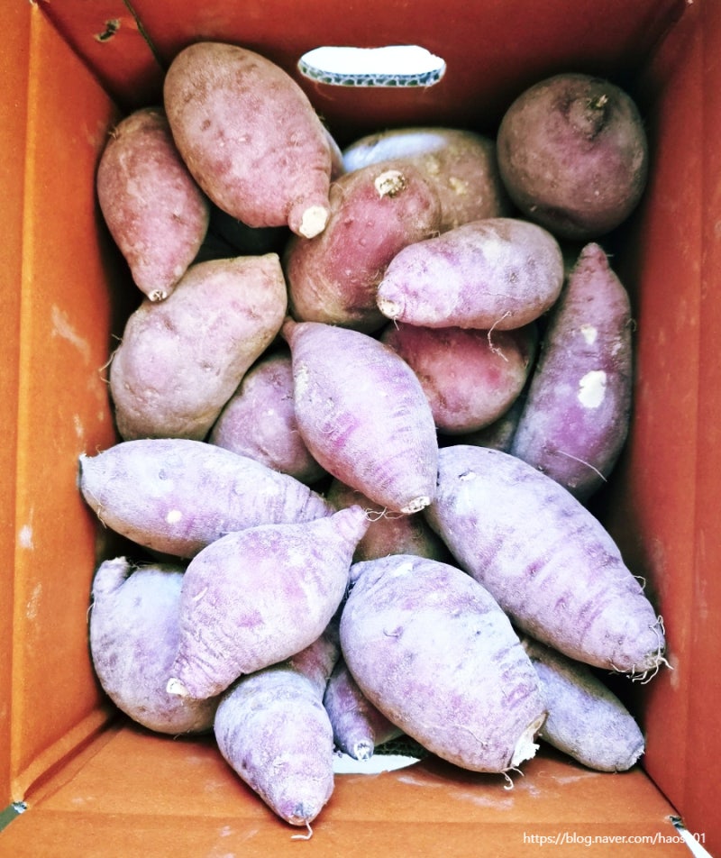 고구마 5kg 1박스 실온 오래 보관 방법 온도 고구마 칼로리