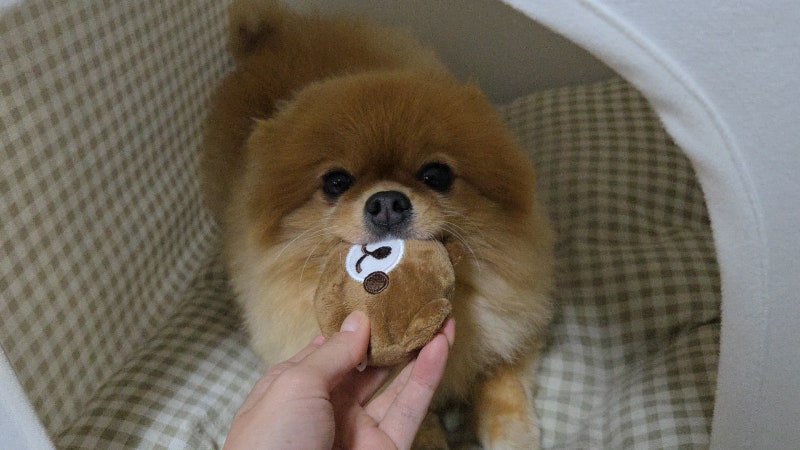 다이소 신상 귀여운 곰돌이 인형 강아지 반응 폭발 후기