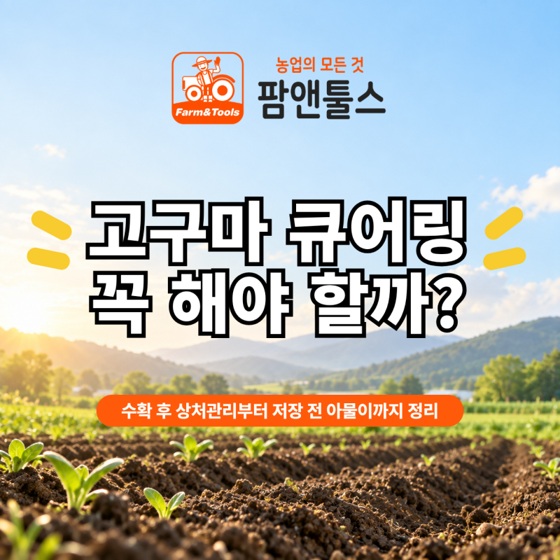 고구마 큐어링 꼭 해야 할까? 수확 후 아물이 기간부터 저장 전 관리방법까지