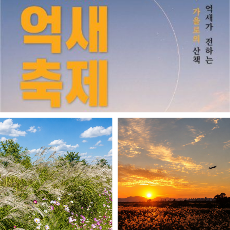 광주 서창억새축제 2026 일정 공연 마라톤까지 한눈에