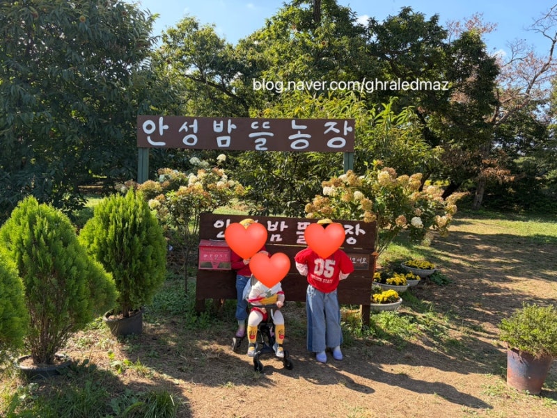 [안성]안성밤뜰농장 | 예약 마감이어도 포기마세요! 빈자리 알림으로 다녀온 밤줍기