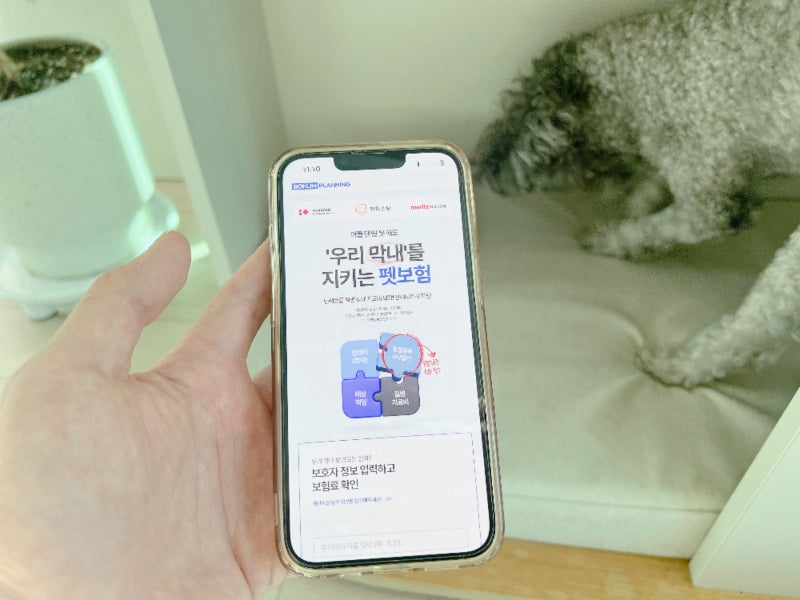 강아지 고양이 보험 펫보험 반려동물 애견보험 가입전 비교할 것