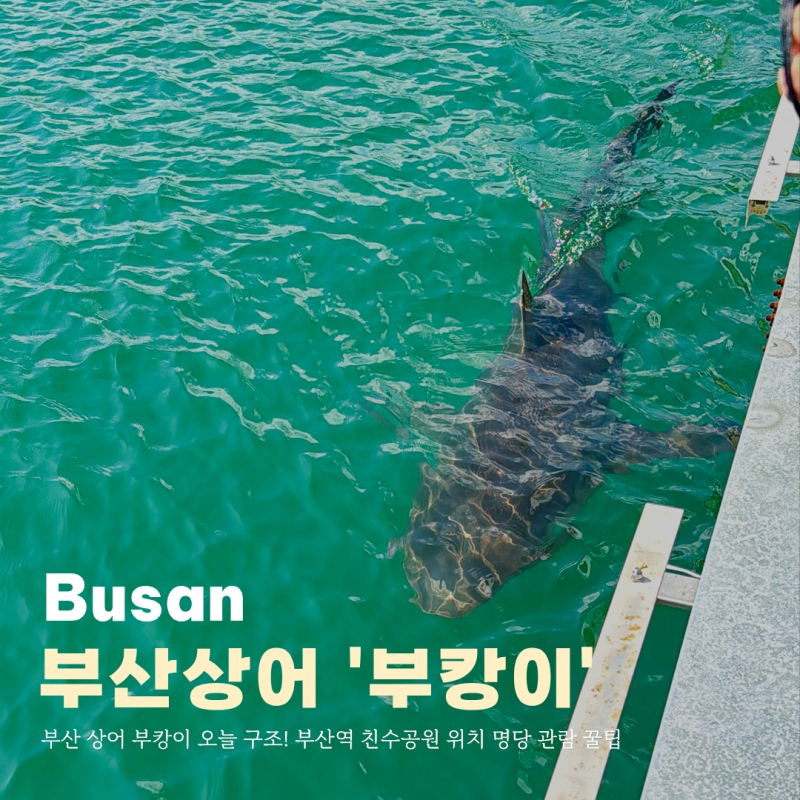 부산 상어 부캉이 오늘 구조! 부산역 친수공원 위치 명당 관람 꿀팁