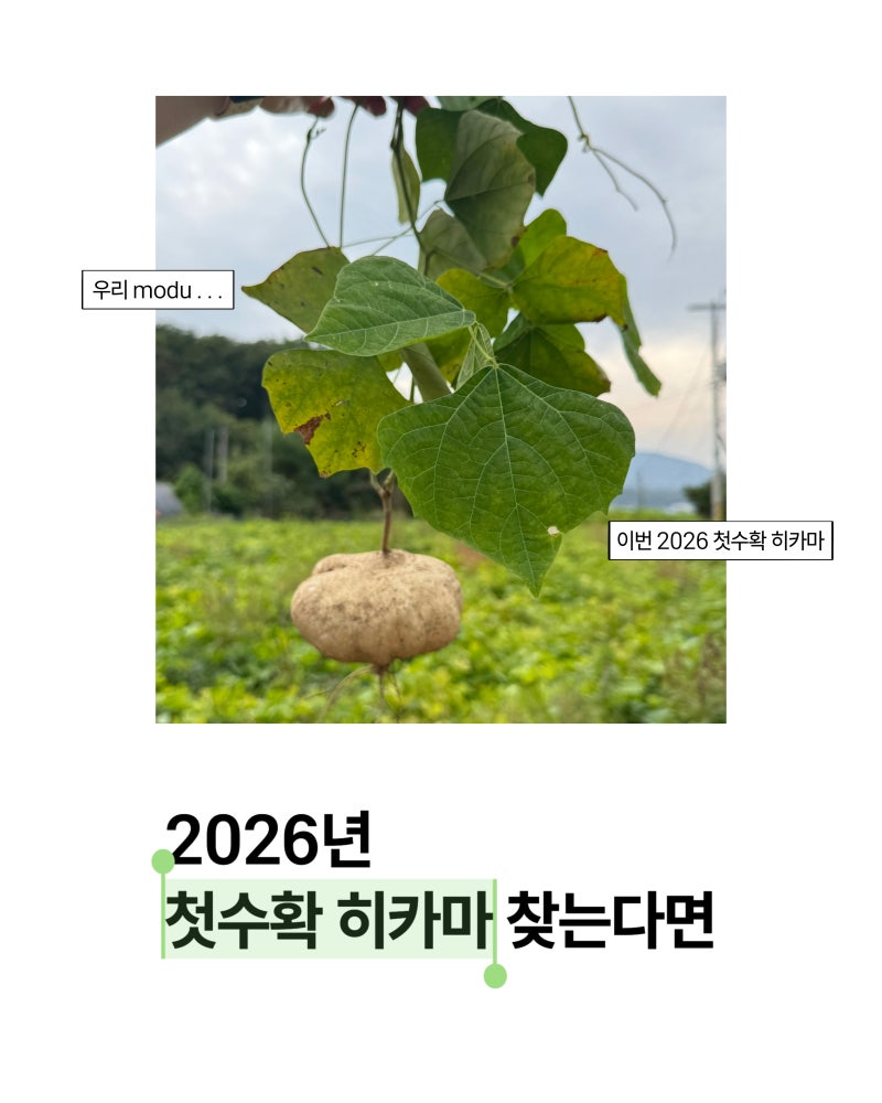 9월 히카마 첫 수확 volg