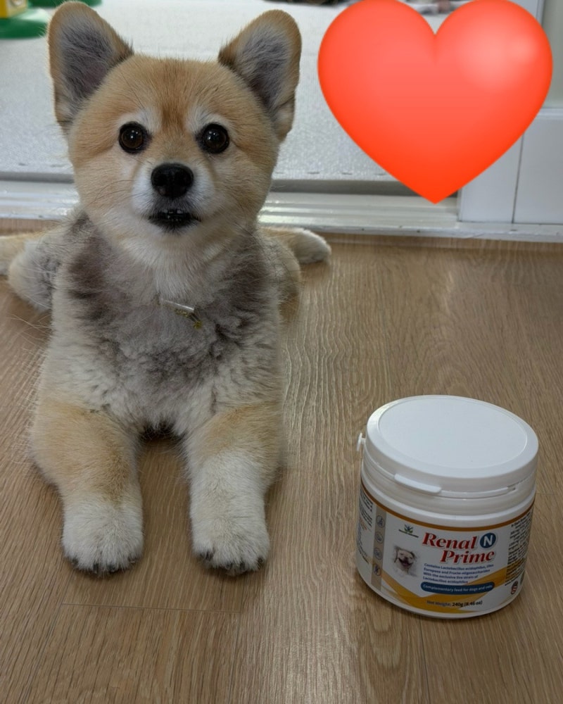 아조딜 강아지 신장영양제 고양이 신장영양제 아조딜 추천