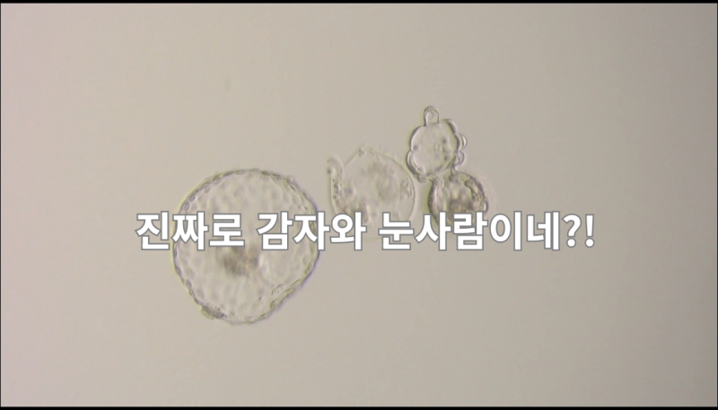 시험관 전원 후기｜착상혈·피검 209·542, 감자와눈사람 5일 배아 이식 성공