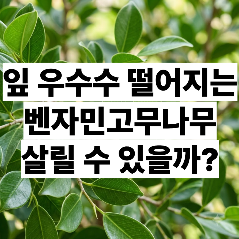 벤자민고무나무 잎이 우수수 떨어지는데 해결방법 있을까?