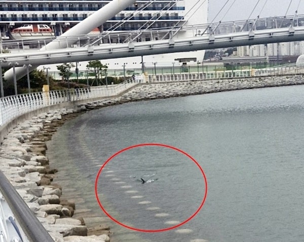 부산 북항 상어 '부캉이' 정체와 위치, 지금도 있을까? 부캉이 귀향 작전 상황