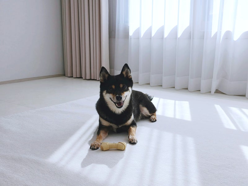 강아지 미끄럼방지 거실 애견 매트 릴리브 워셔블 방수 러그 후기