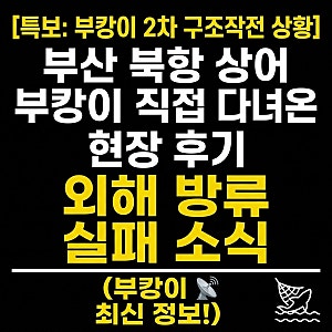 부산 북항 상어 부캉이 2차 구조작전 현장 직접 다녀온 후기 및 외해 방류 실패 소식