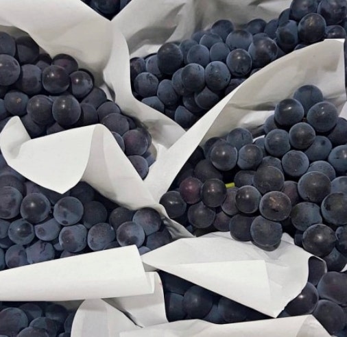 경산 옹골찬·상주 모동·송산·영동·남원 명품 머루포도 & 캠벨포도 (1kg / 2kg / 3kg 특품)