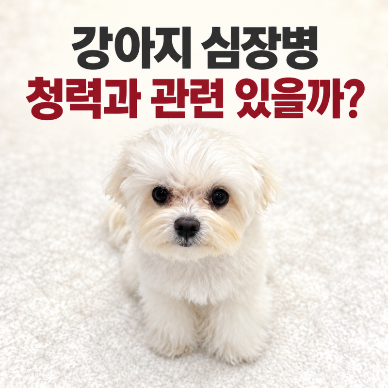 강아지 심장병 있으면 귀도 안 들릴까? 노견 청력저하 연관성
