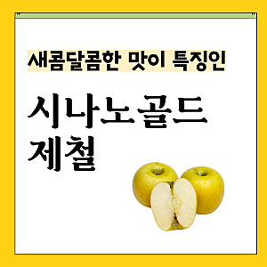 시나노골드 사과 이름 뜻 제철 수확시기 맛 특징