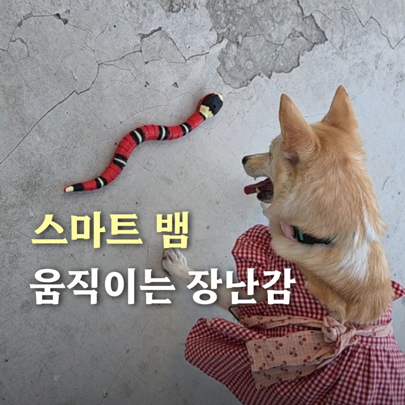 강아지가 뱀 보고 안 도망간다고? 펫프렌즈 웰컴딜 스마트 뱀·너구리 장난감 실사용기