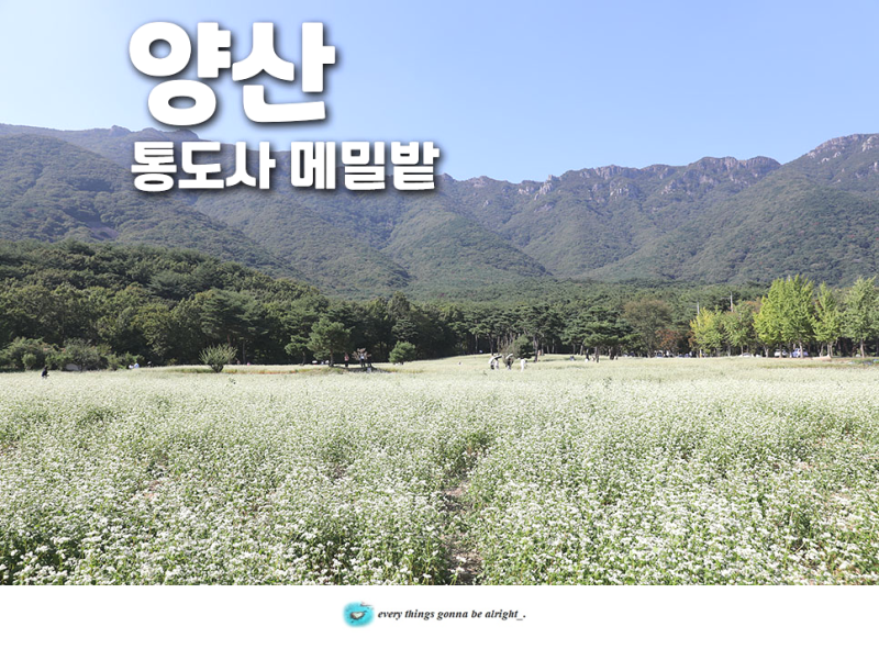 양산 통도사 메밀밭 메밀꽃 주차 10월1일 실시간