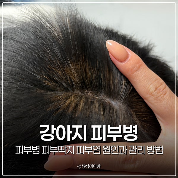 강아지 피부병 피부딱지 피부염 원인과 관리 방법
