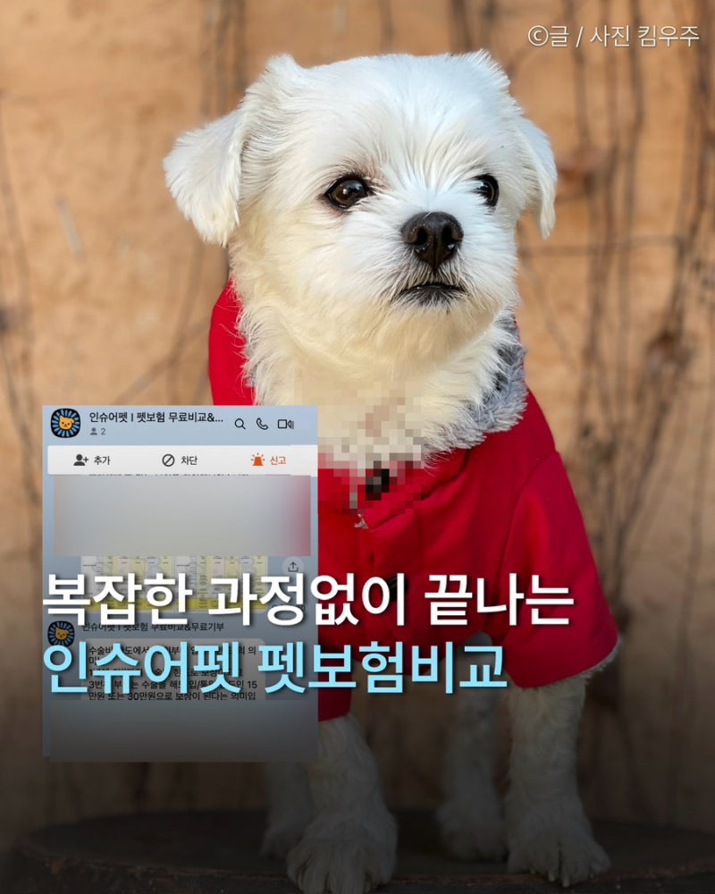 강아지 펫보험비교 어렵다고 느낄때 인슈어펫 견적 알아본 후기