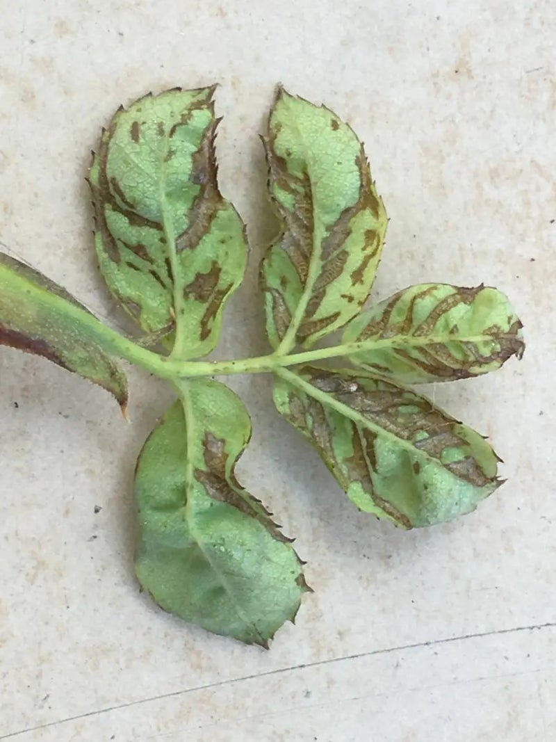 고추총채벌레(Chilli Thrips, 볼록총채벌레), 장미의 보이지 않는 적...치명적인 위협