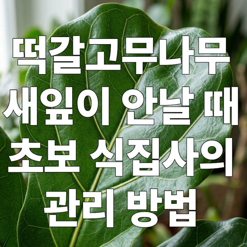 새 잎 안나는 떡갈고무나무 초보 식집사의 성공 관리방법