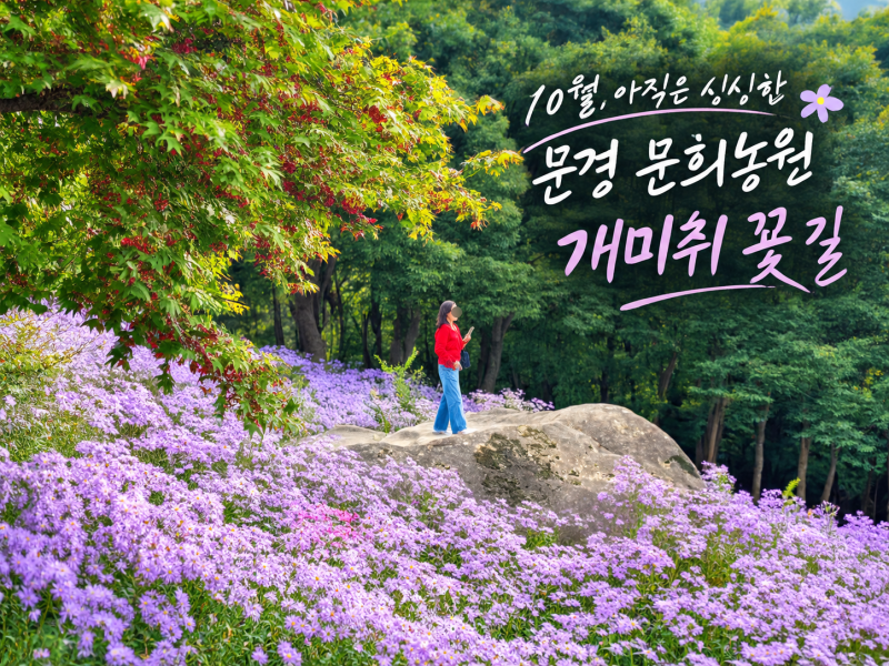 문경 개미취 축제 문희농원 개화 상황 실시간