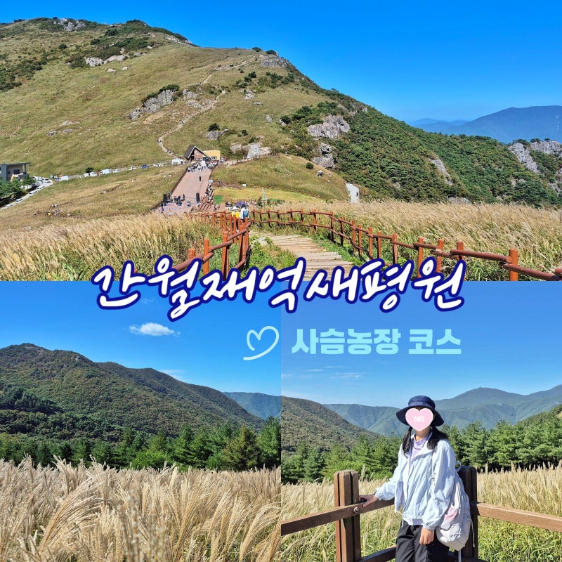 등산 초보도 울산 간월재 억새 평원 가요! 사슴농장 등산 코스 이대로 따라가세요