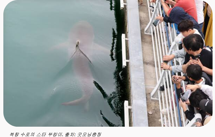 부산 북항 상어 부캉이 출몰 현황 총정리 | 관람 명당 위치·주차 꿀팁·최신 근황