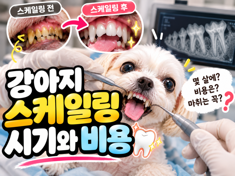 강아지 스케일링 시기와 비용