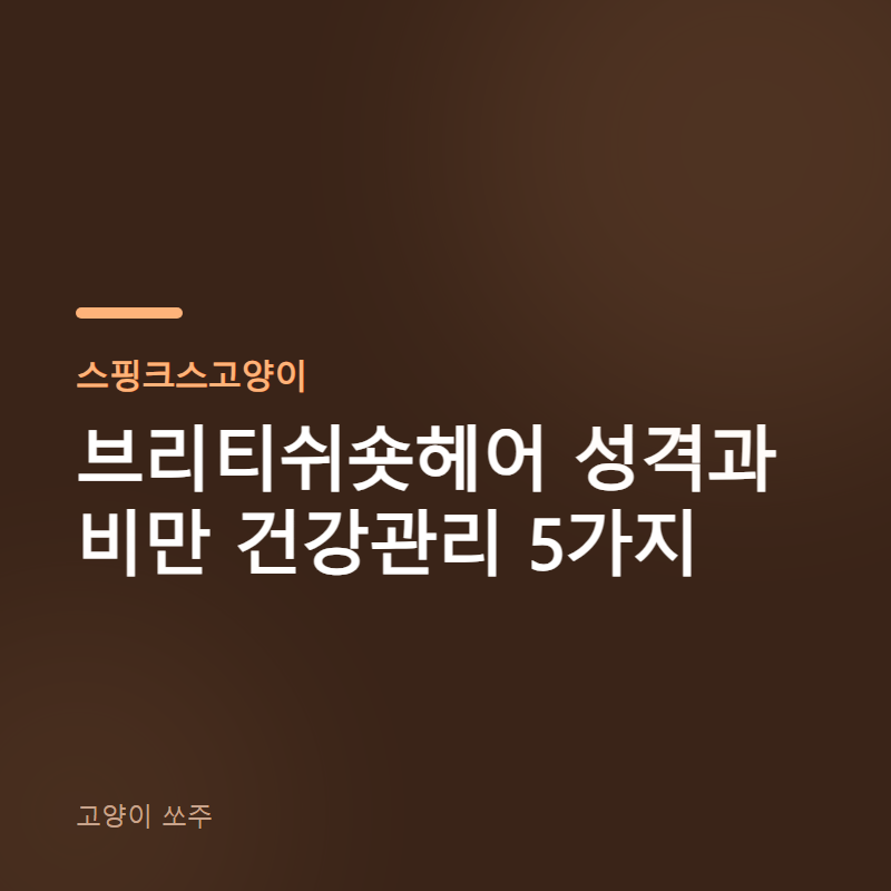 브리티쉬숏헤어 성격과 비만 건강관리 5가지