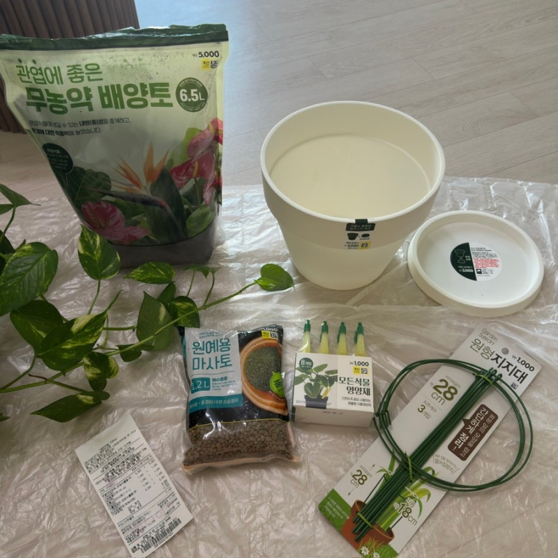 쑥쑥 자란 스킨답서스｜화분부터 배양토까지 다이소 준비물로 분갈이 하기