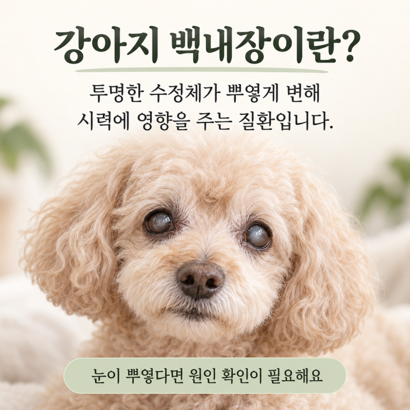 진천동물병원 강아지 백내장, 눈이 뿌옇게 보인다면? 증상부터 치료까지