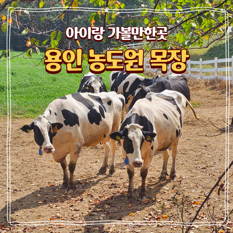 Yongin Nongdowon Ranch: Review of Visiting with a Baby, Plus Tips for Booking, Parking, Strollers, and Lunchboxes