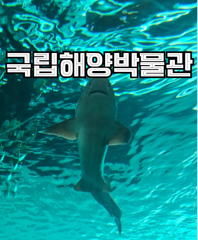 6개월 아기와 다녀오기 좋은 부산 영도 국립해양박물관 아쿠아리움 수족관 관람후기