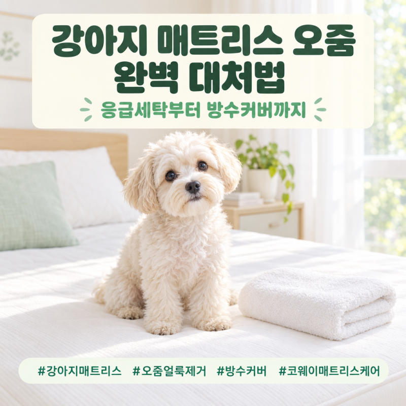 강아지 매트리스 오줌 실수, 화내지 마시고 골든타임 5분만 써주세요.