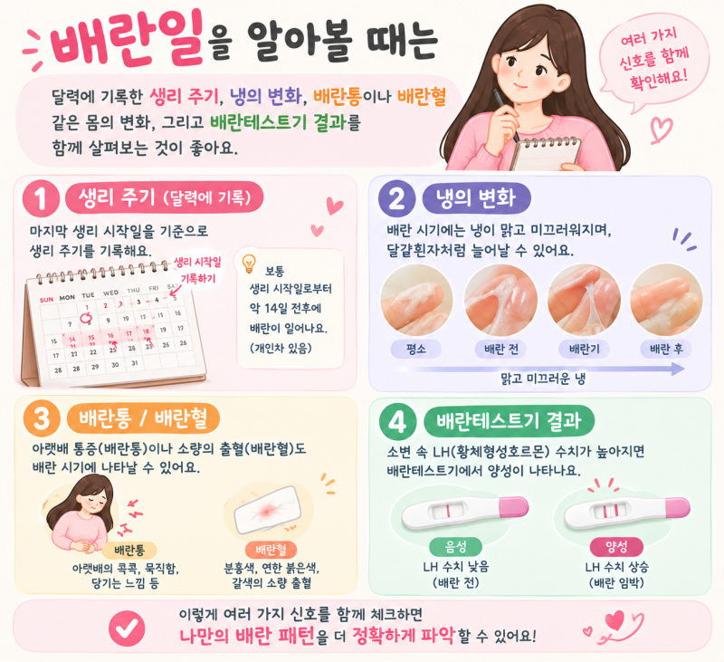 배란일 증상 체크 배란테스트기 배란통 배란혈 정리