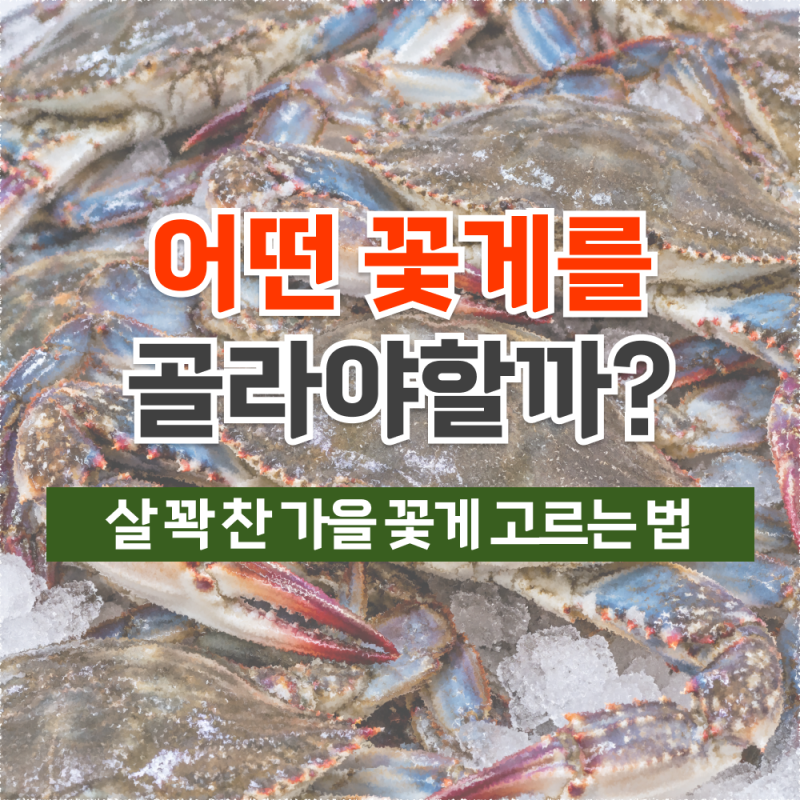 가을 꽃게 제철과 고르는 법, 국내 산지부터 꽃게 보관법까지