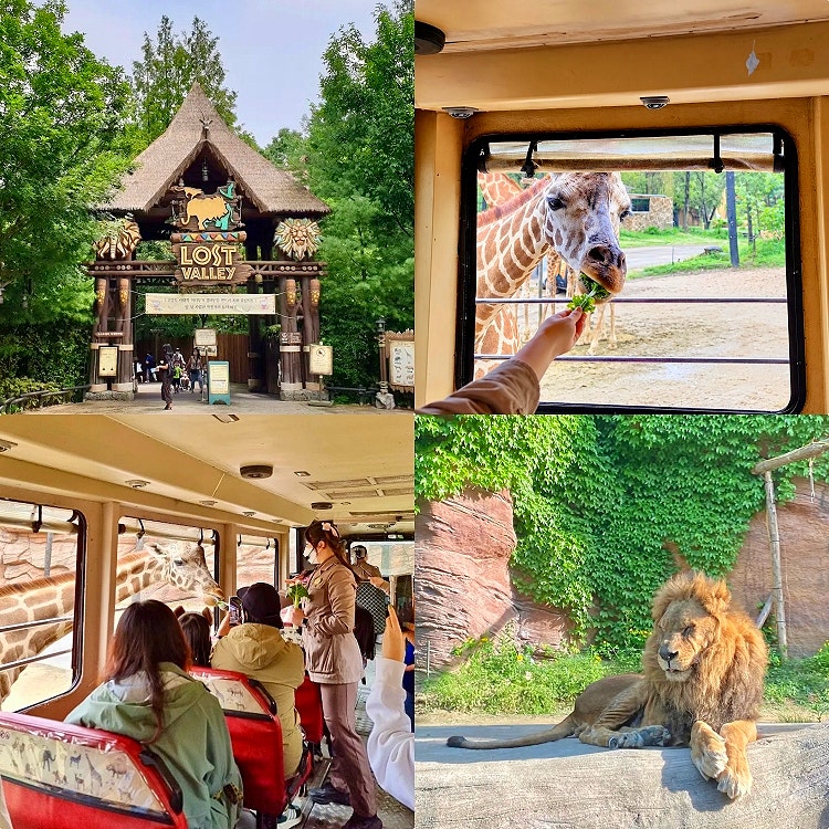 Yongin Everland Lost Valley Safari Zoo: Best Seat Comparison