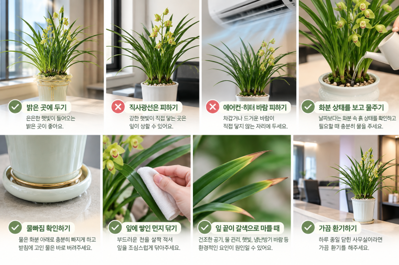 사무실 동양란 관리법｜물주기부터 냉난방까지