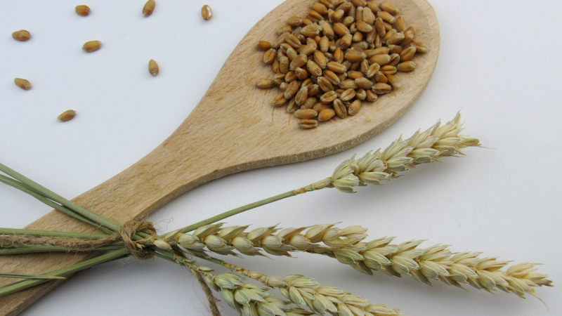이탈리아 고대곡물 파로(Farro)란? 엠머밀 영양성분과 파로밥 짓는 법