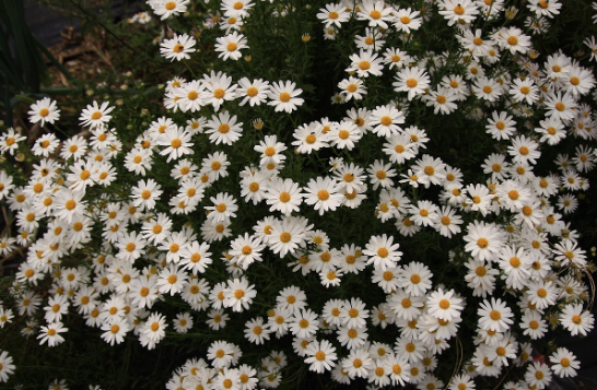 가을꽃 종류 알아보기, 9월부터 만나는 예쁜 꽃 10가지